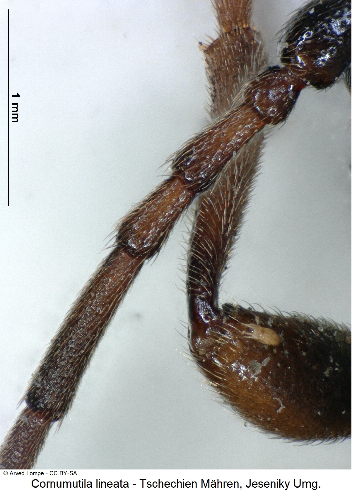 cornumutila_lineata_ck10932_f.jpg