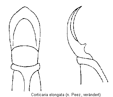 corticaria_elongata.gif