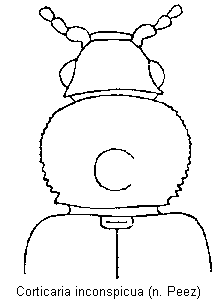 corticaria_inconspicua_vk.gif