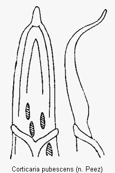 corticaria_pubescens.gif