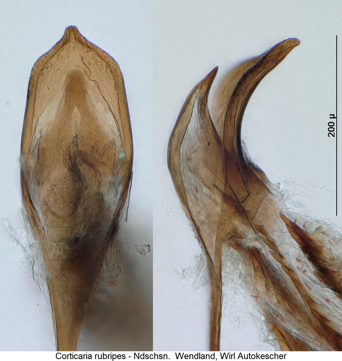 corticaria_rubripes2.jpg