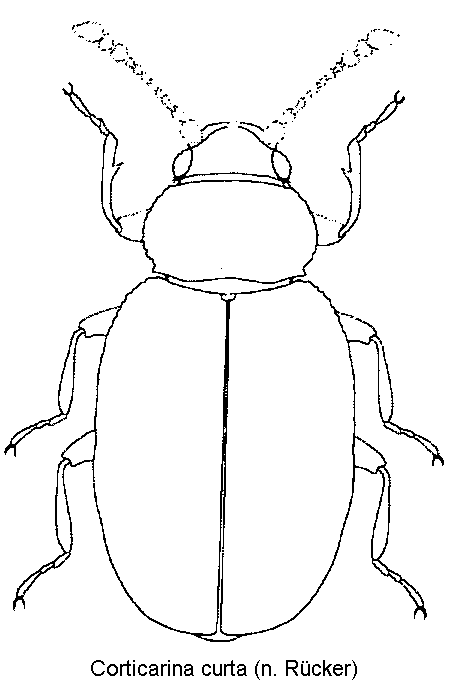 corticarina_curta_hab.gif