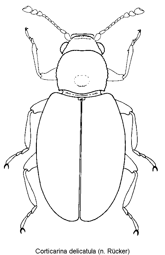 corticarina_delicatula_hab.gif