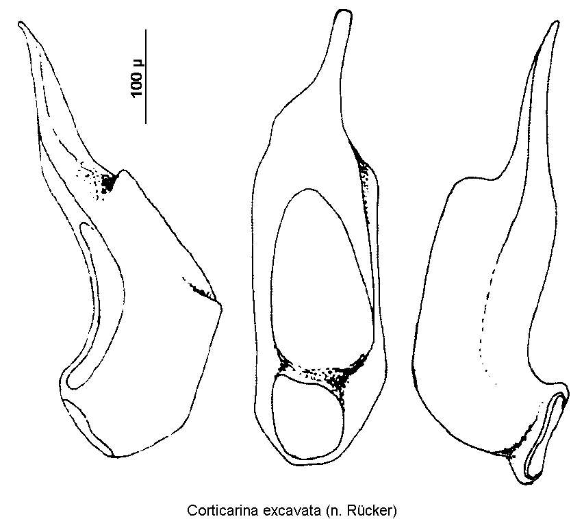 corticarina_excavata1.gif