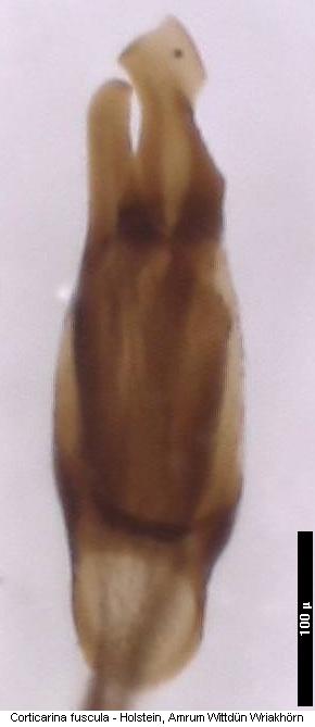 corticarina_fuscula.jpg