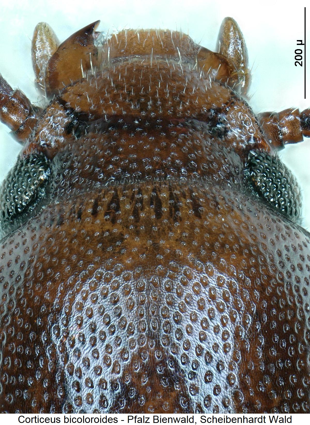 corticeus_bicoloroides_k1.jpg