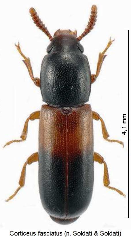 corticeus_fasciatus_hab2.jpg
