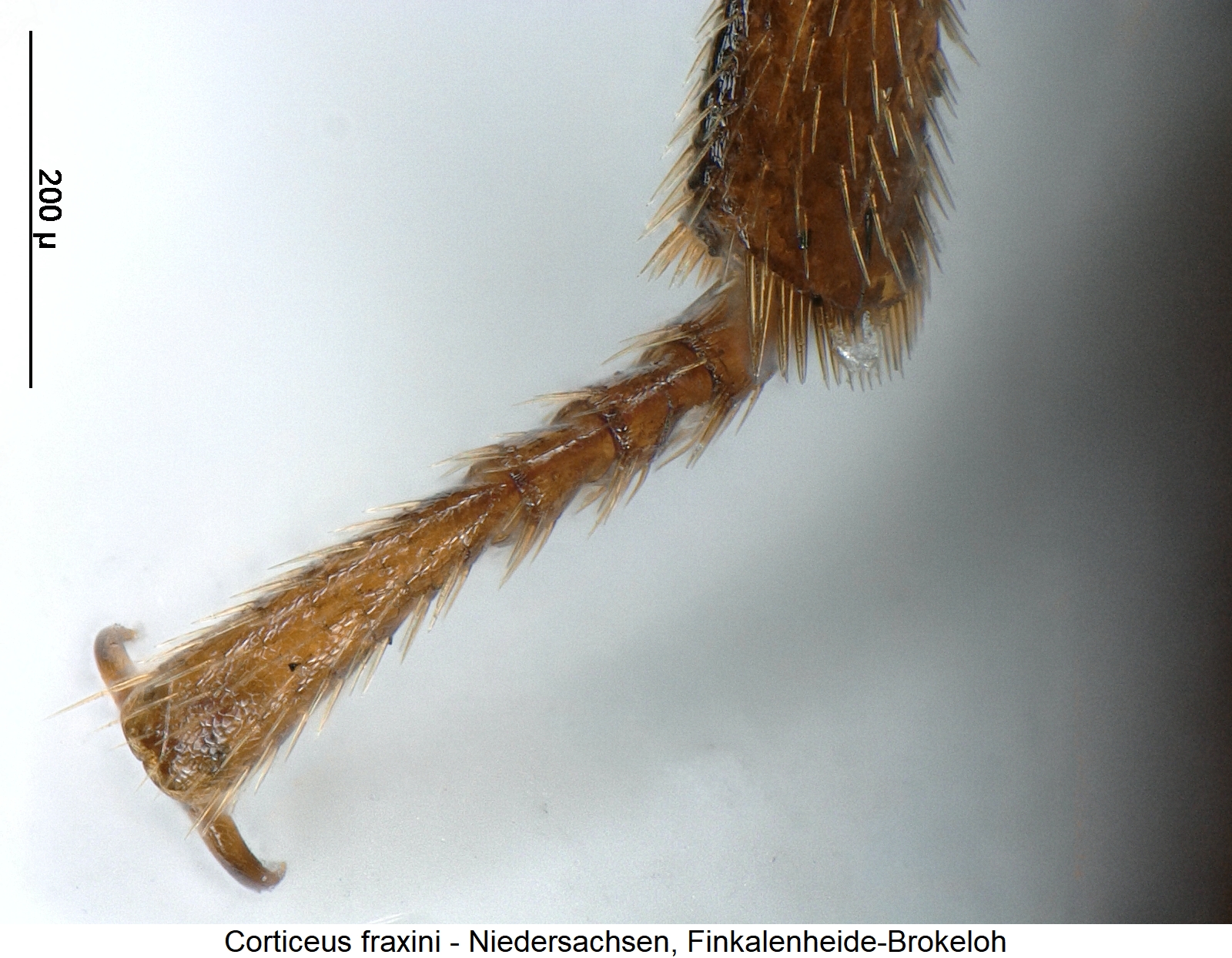 corticeus_fraxini_htr.jpg
