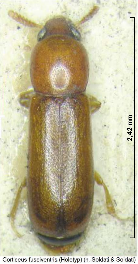 corticeus_fusciventris_hab.jpg