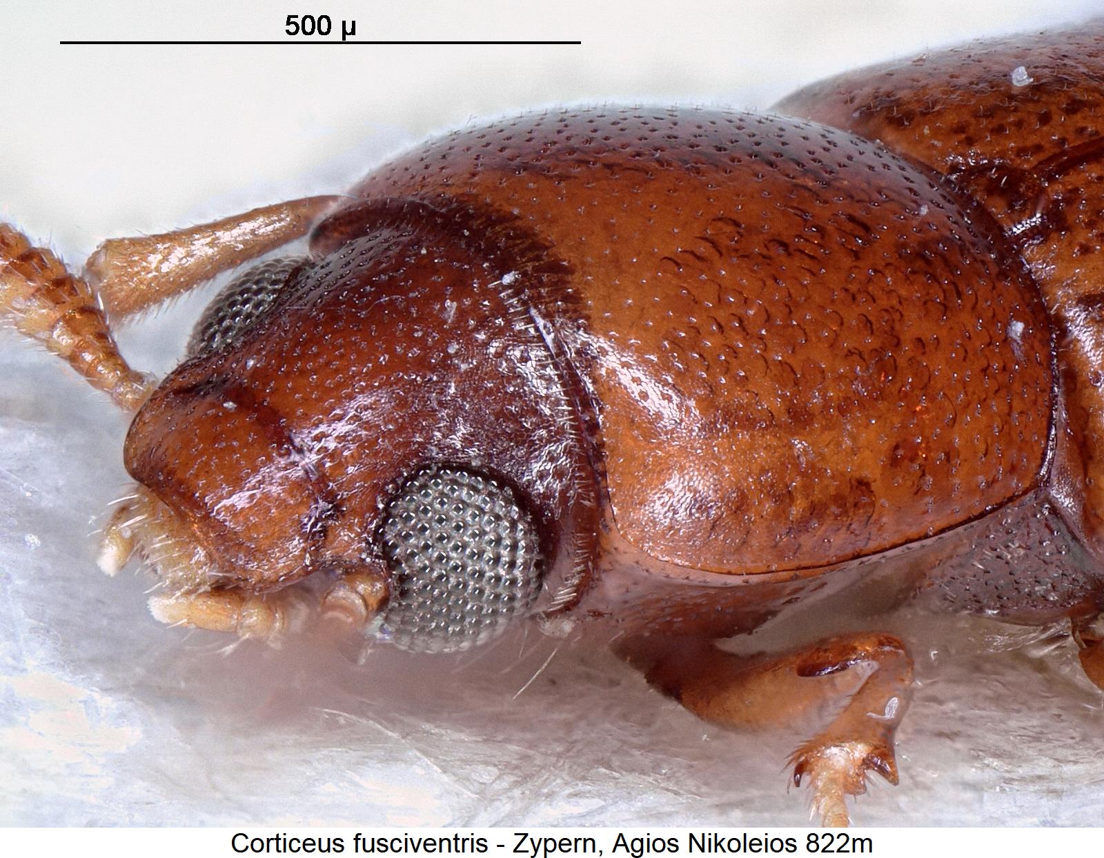 corticeus_fusciventris_vk.jpg