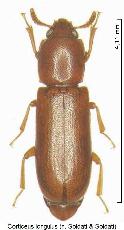 corticeus_longulus_hab1.jpg