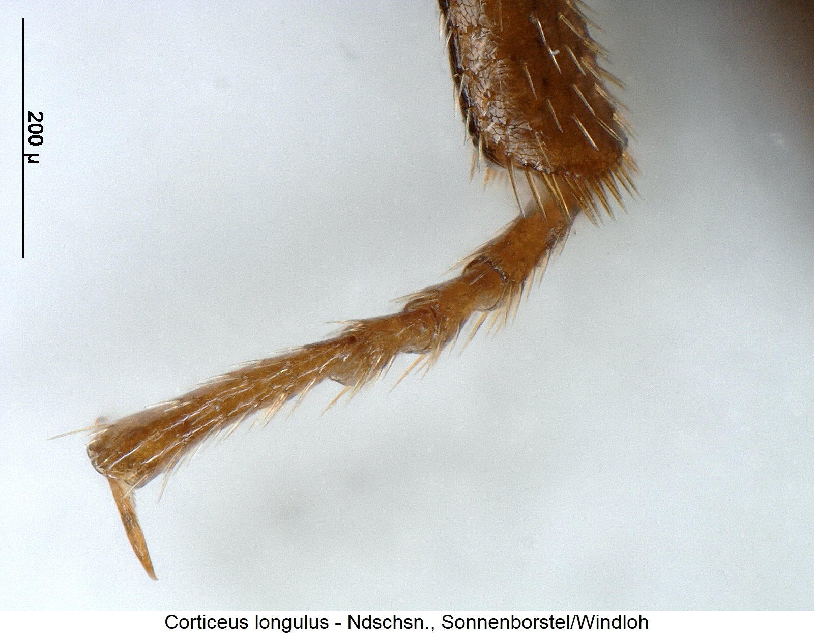 corticeus_longulus_htr.jpg