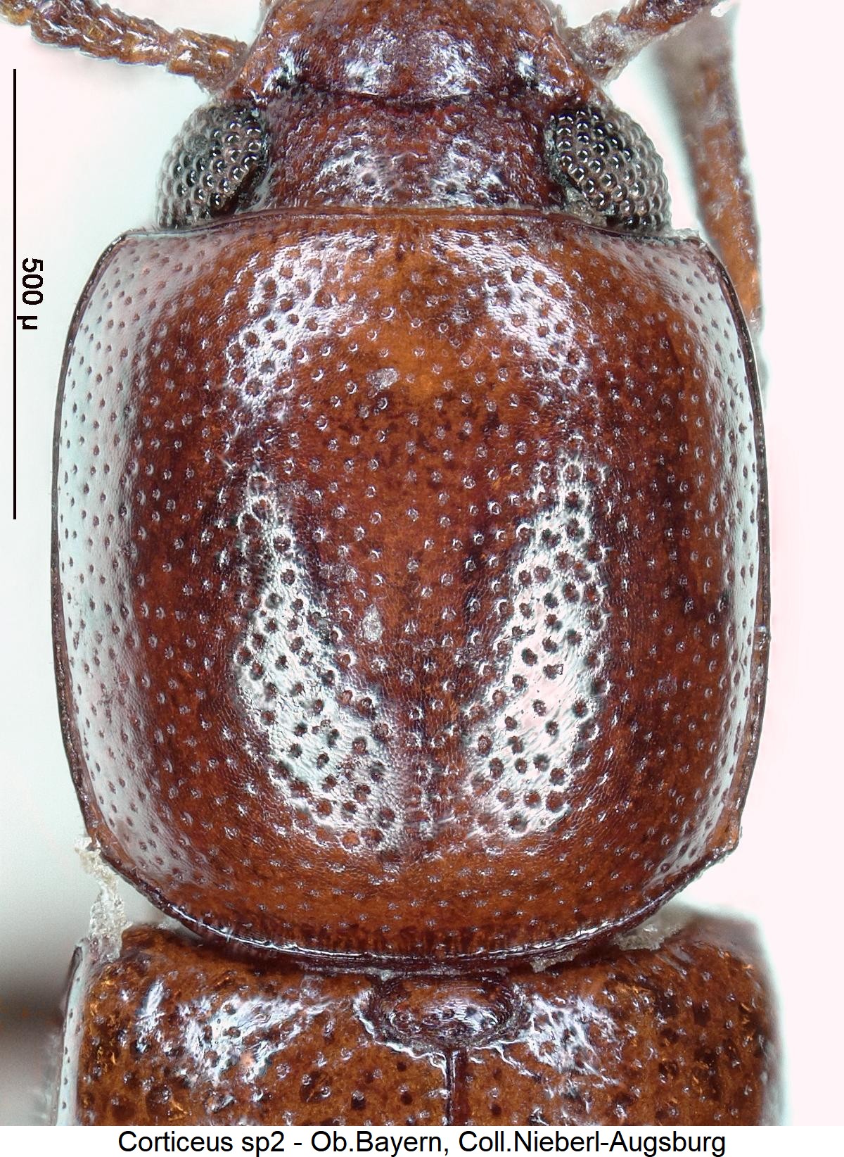 corticeus_sp2_hsch.jpg