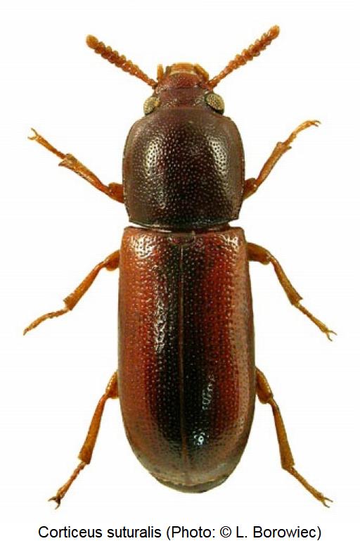 corticeus_suturalis_hab.jpg