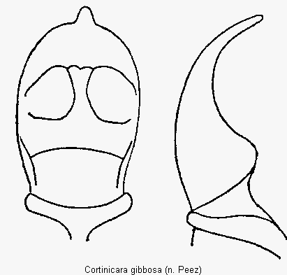 cortinicara_gibbosa.gif