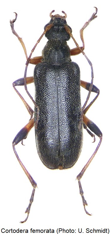 cortodera_femorata_hab.jpg