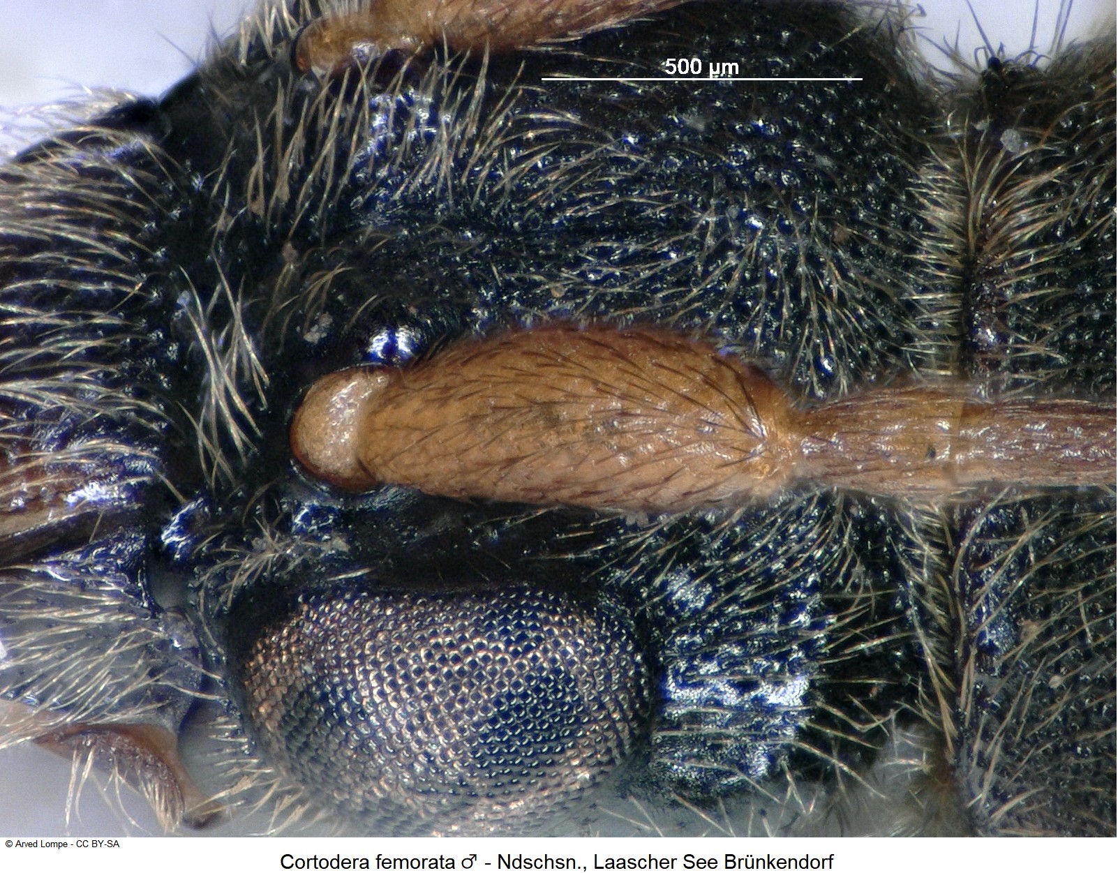 cortodera_femorata_m_ck10901_k.jpg