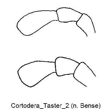 cortodera_taster_breit.gif