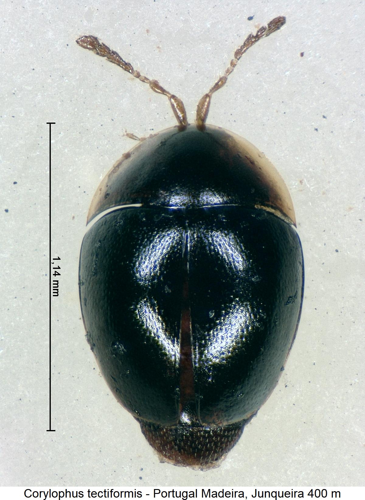 corylophus_tectiformis_hab.jpg