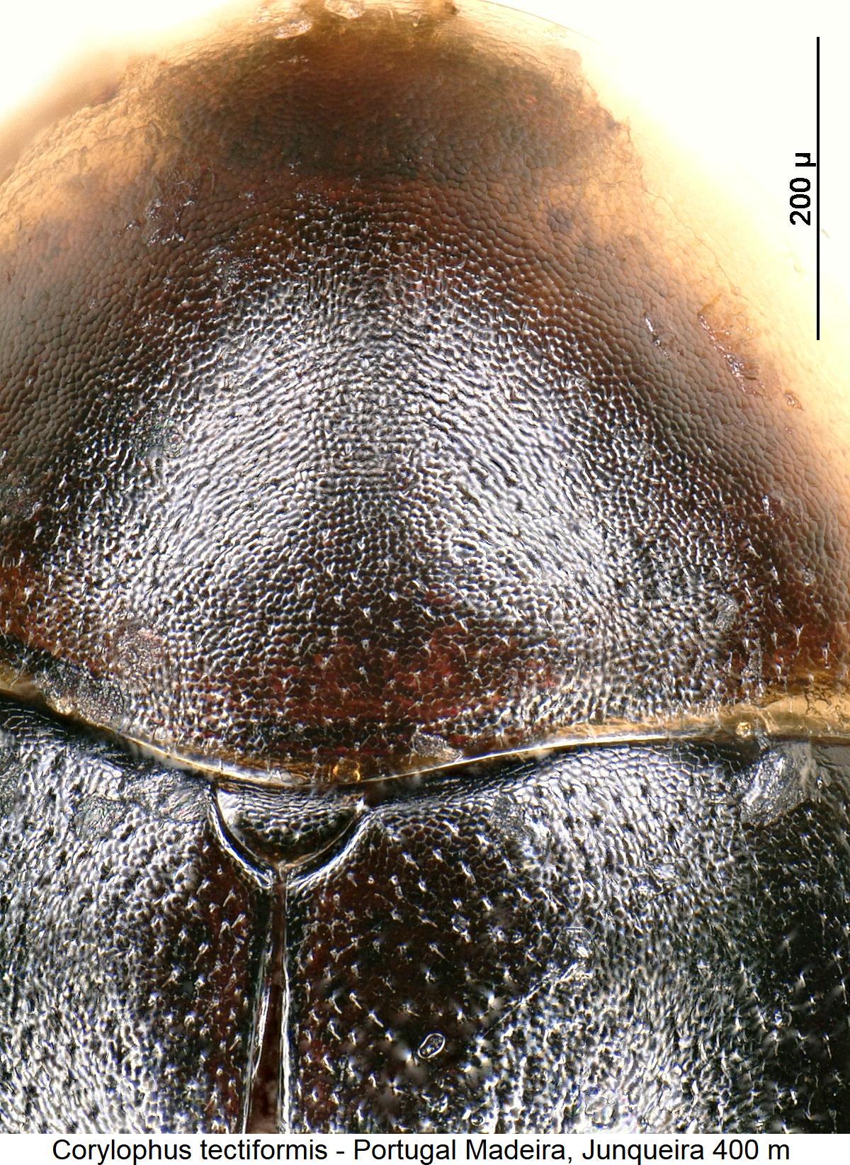 corylophus_tectiformis_vk.jpg