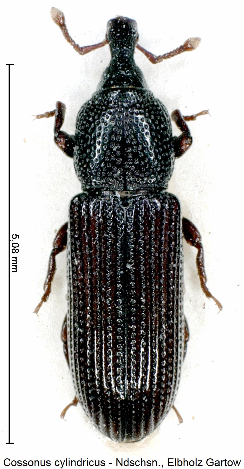 cossonus_cylindricus_hab.jpg