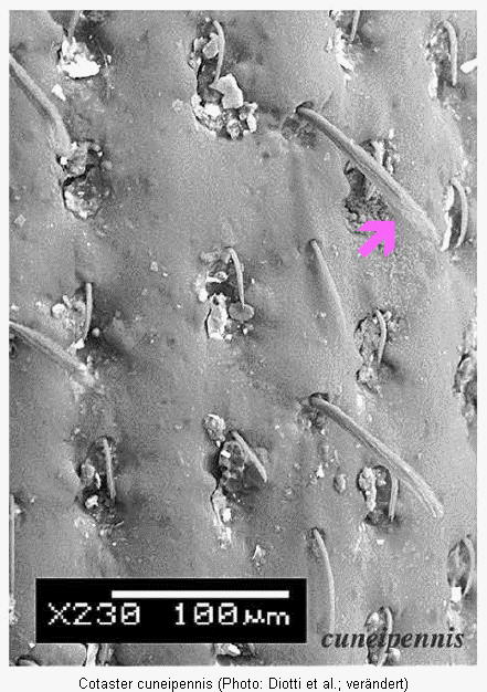cotaster_cuneipennis_fld.gif