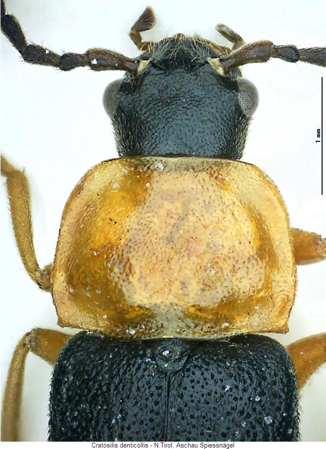 cratosilis_denticollis_vk.jpg