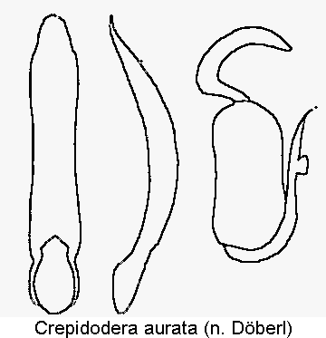 crepidodera_aurata.gif