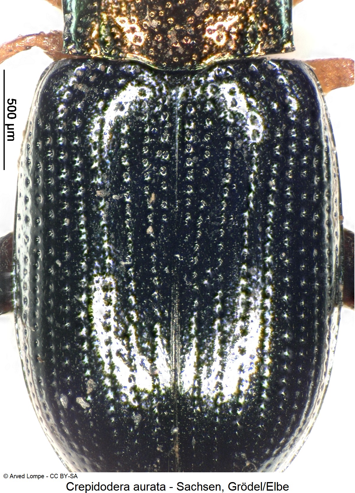crepidodera_aurata_ck6078978_fld.jpg