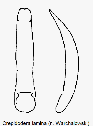 crepidodera_lamina.gif