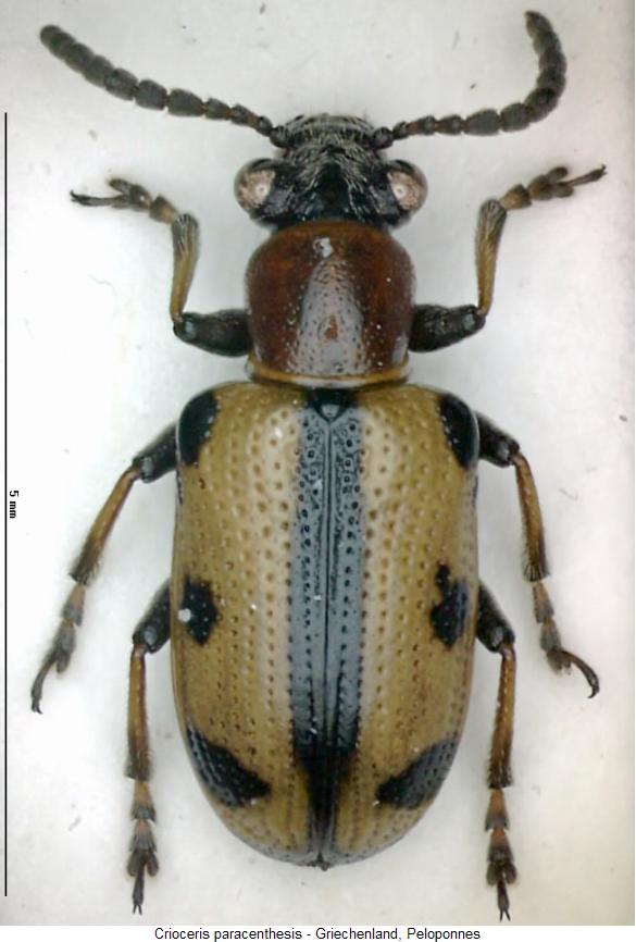 crioceris_paracenthesis_hab.jpg