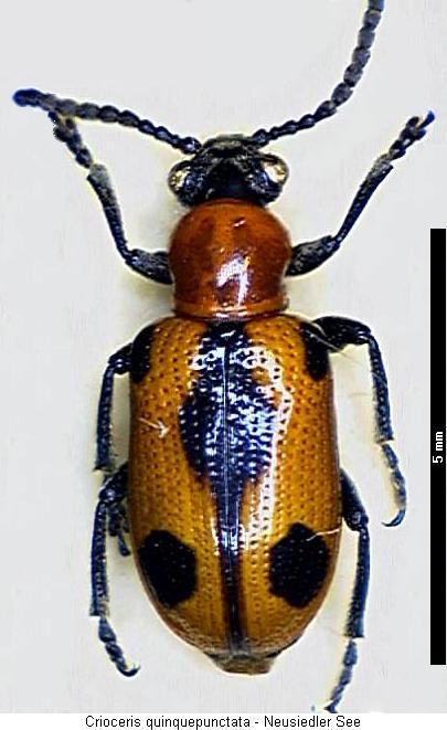 crioceris_quinquepunctata_hab.jpg
