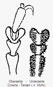 crosita_tr.gif