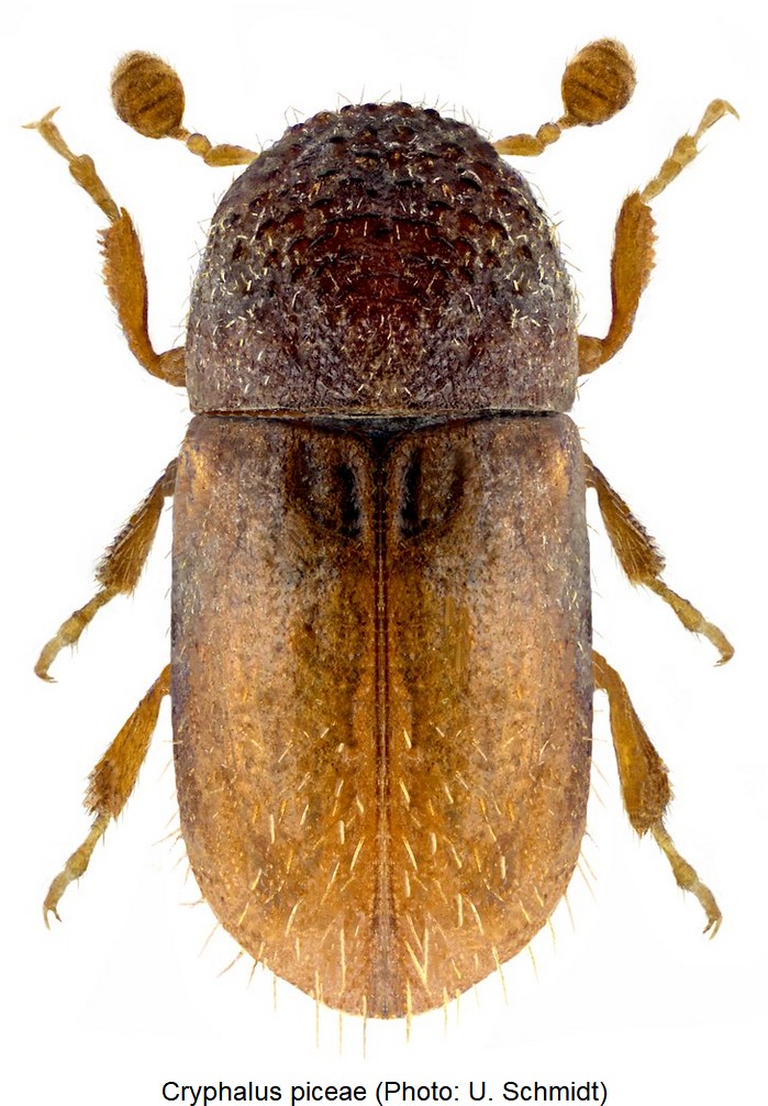 cryphalus_piceae_hab.jpg