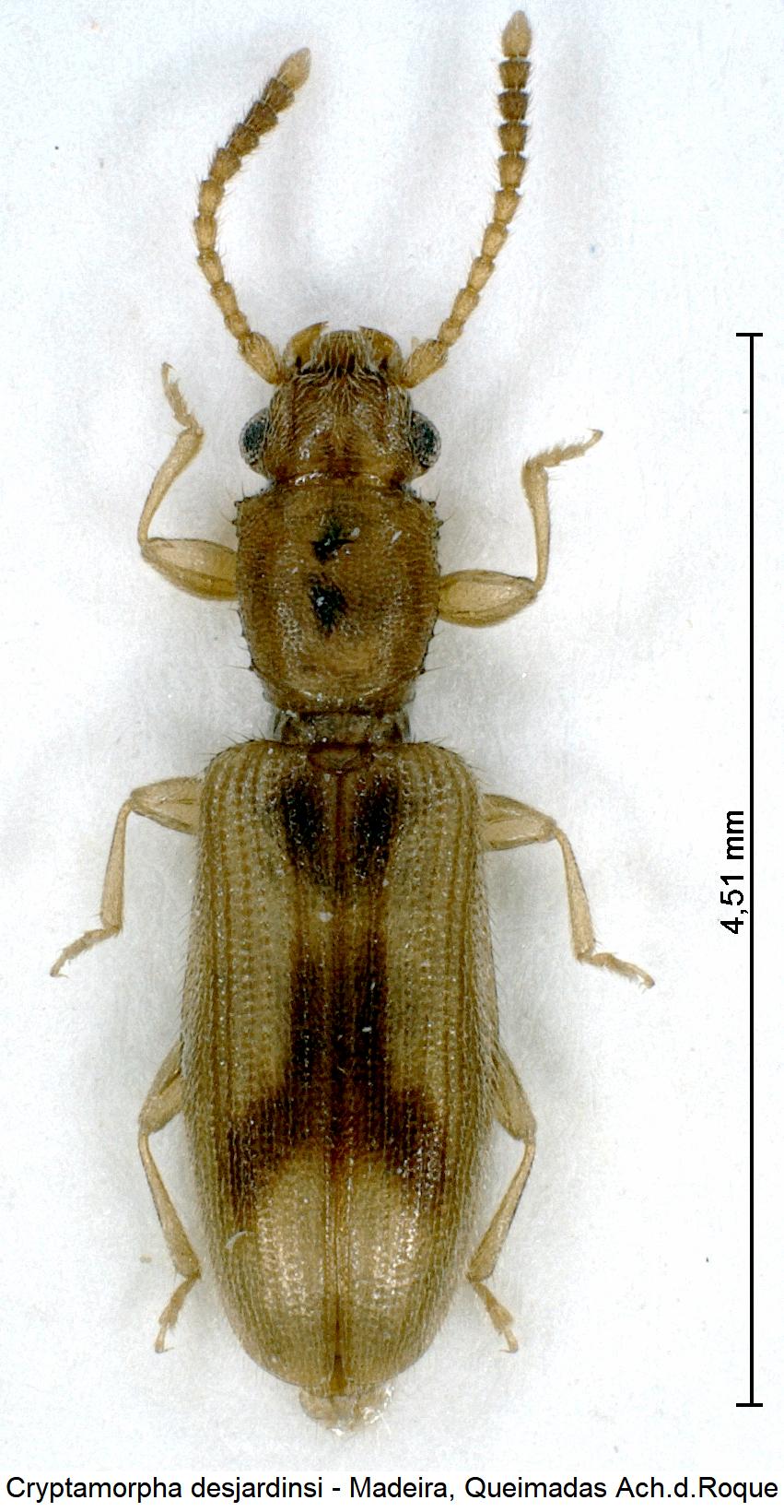 cryptamorpha_desjardinsi_hab.jpg
