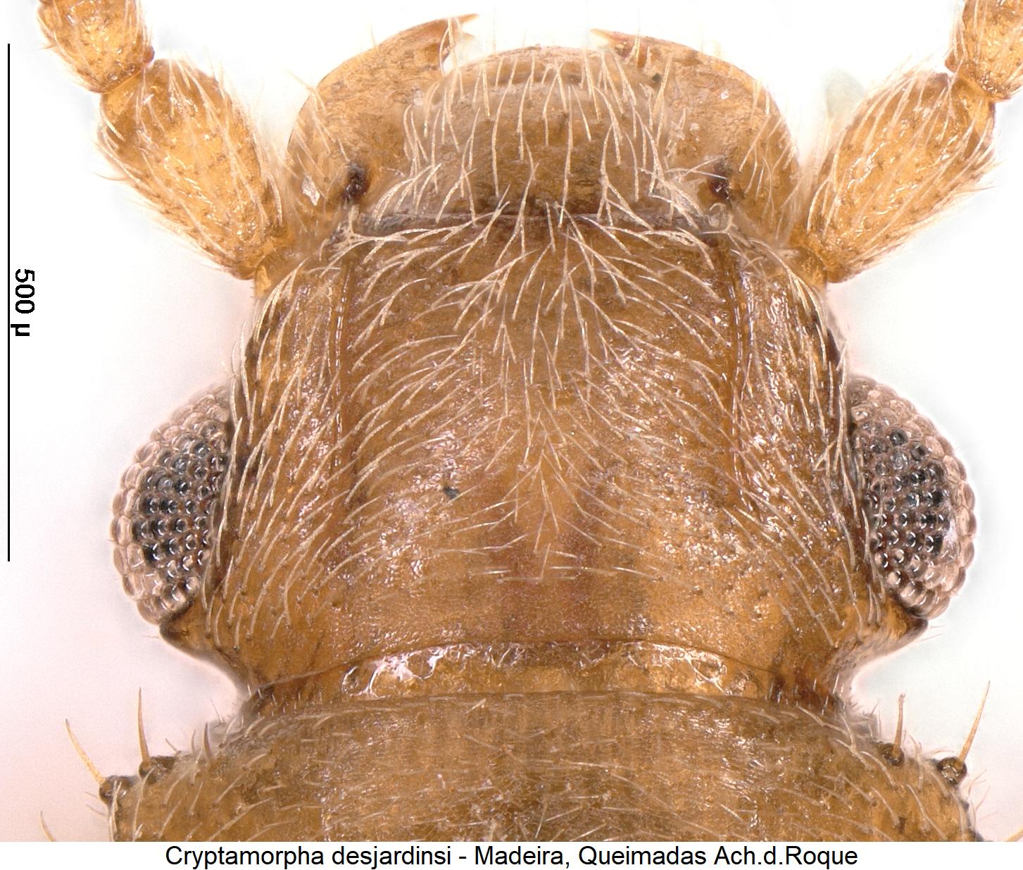 cryptamorpha_desjardinsi_k.jpg