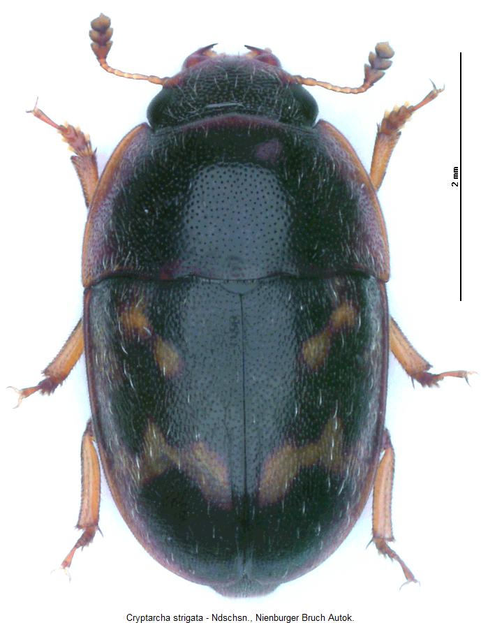 cryptarcha_strigata_hab.jpg