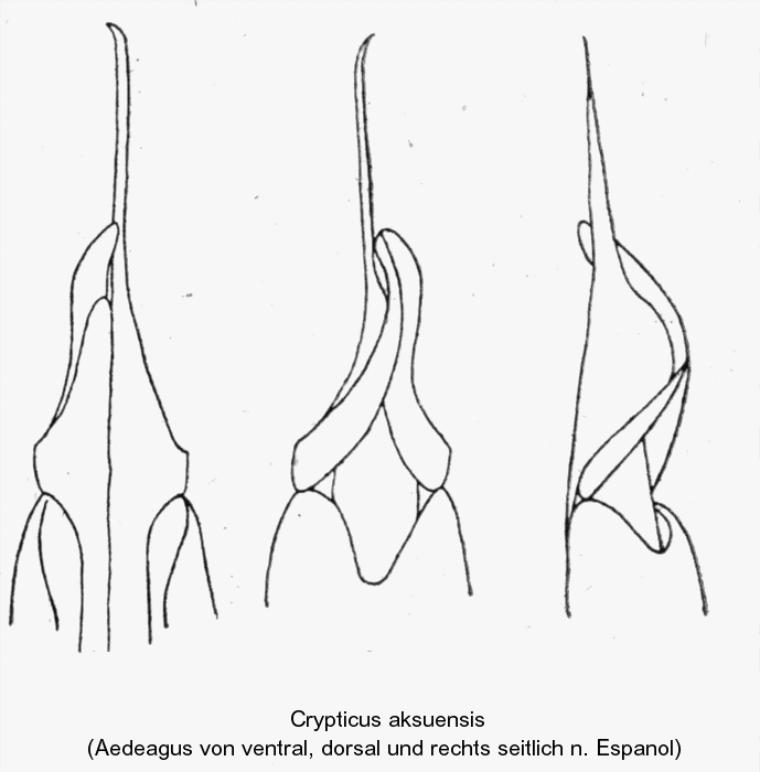 crypticus_aksuensis_aed.gif
