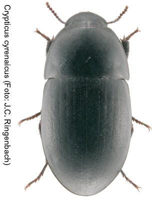 crypticus_cyrenaicus.jpg
