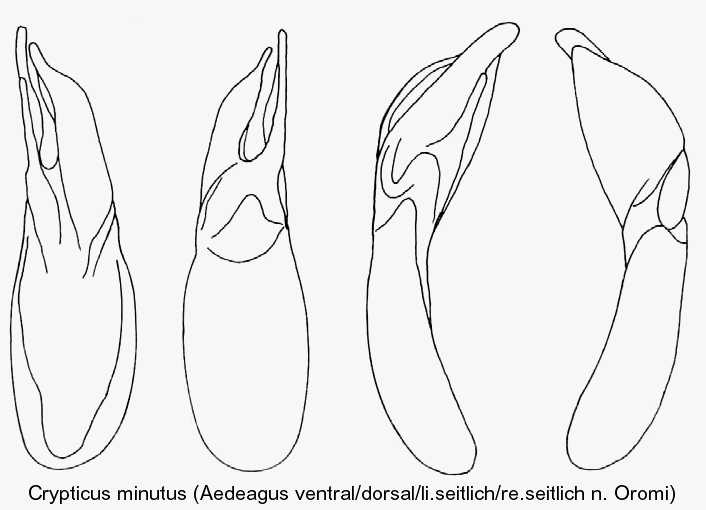 crypticus_minutus_aed.gif