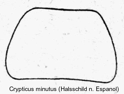 crypticus_minutus_hsch.gif