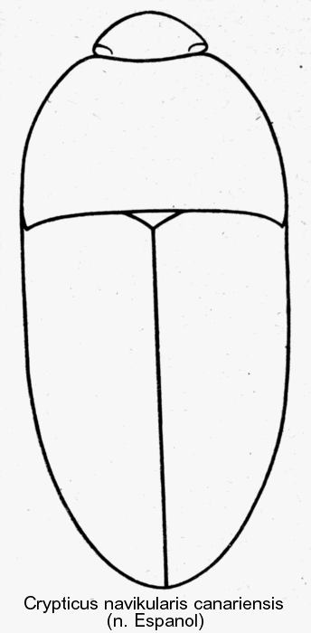 crypticus_navikularis_canariensis_hab.gif
