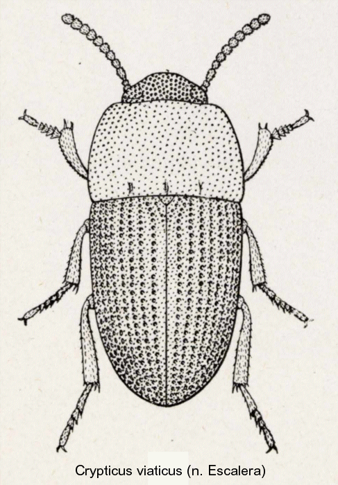 crypticus_viaticus.gif