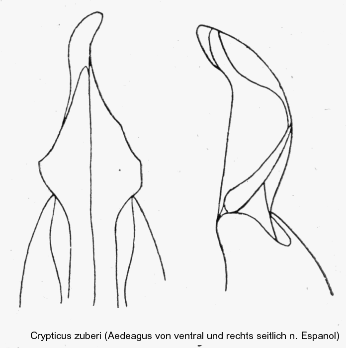 crypticus_zuberi_aed.gif