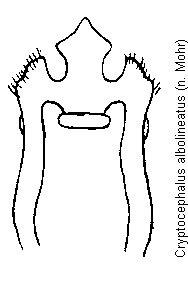 cryptocephalus_albolineatus.gif