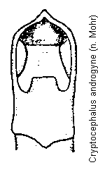 cryptocephalus_androgyne.gif
