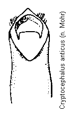 cryptocephalus_anticus.gif
