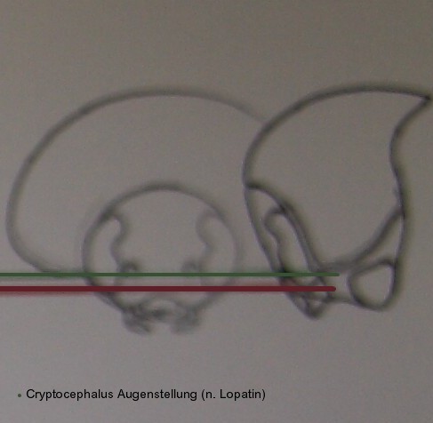 cryptocephalus_augen_1.jpg