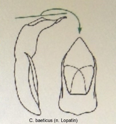cryptocephalus_baeticus_aed.jpg