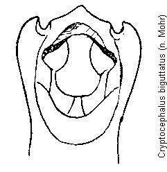 cryptocephalus_biguttatus.gif